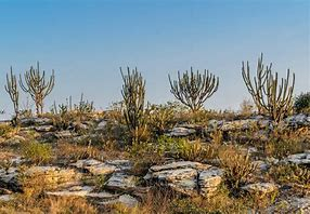 Imagem do Bioma Caatinga